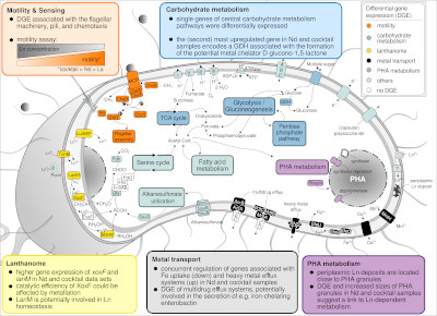 Gorniak et al., 2023