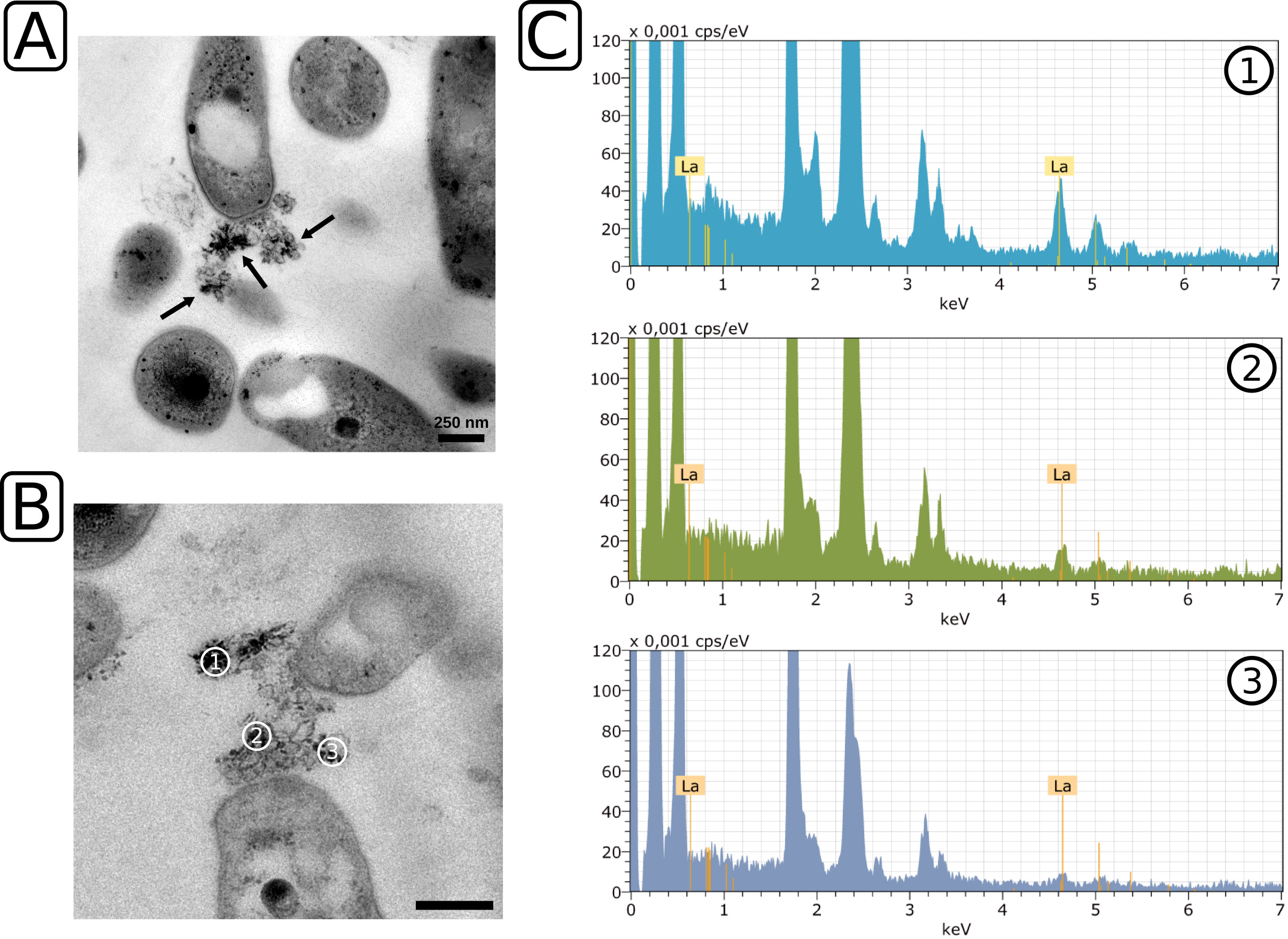 Wegner et al., 2020