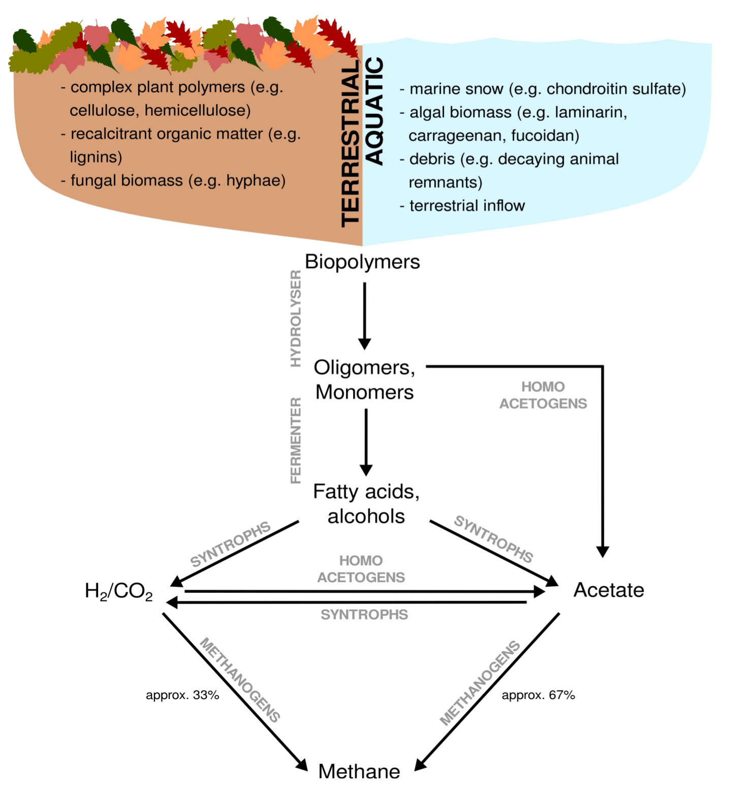 Overview complex carbon breakdown