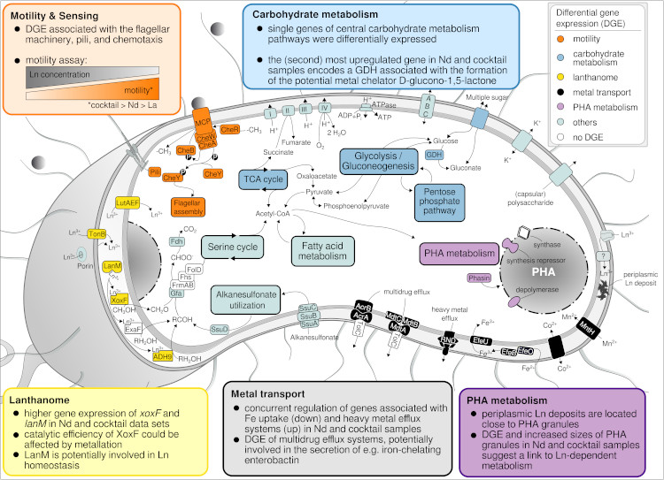 Metabolic aspects affected by lanthanides in strain RH AL1.