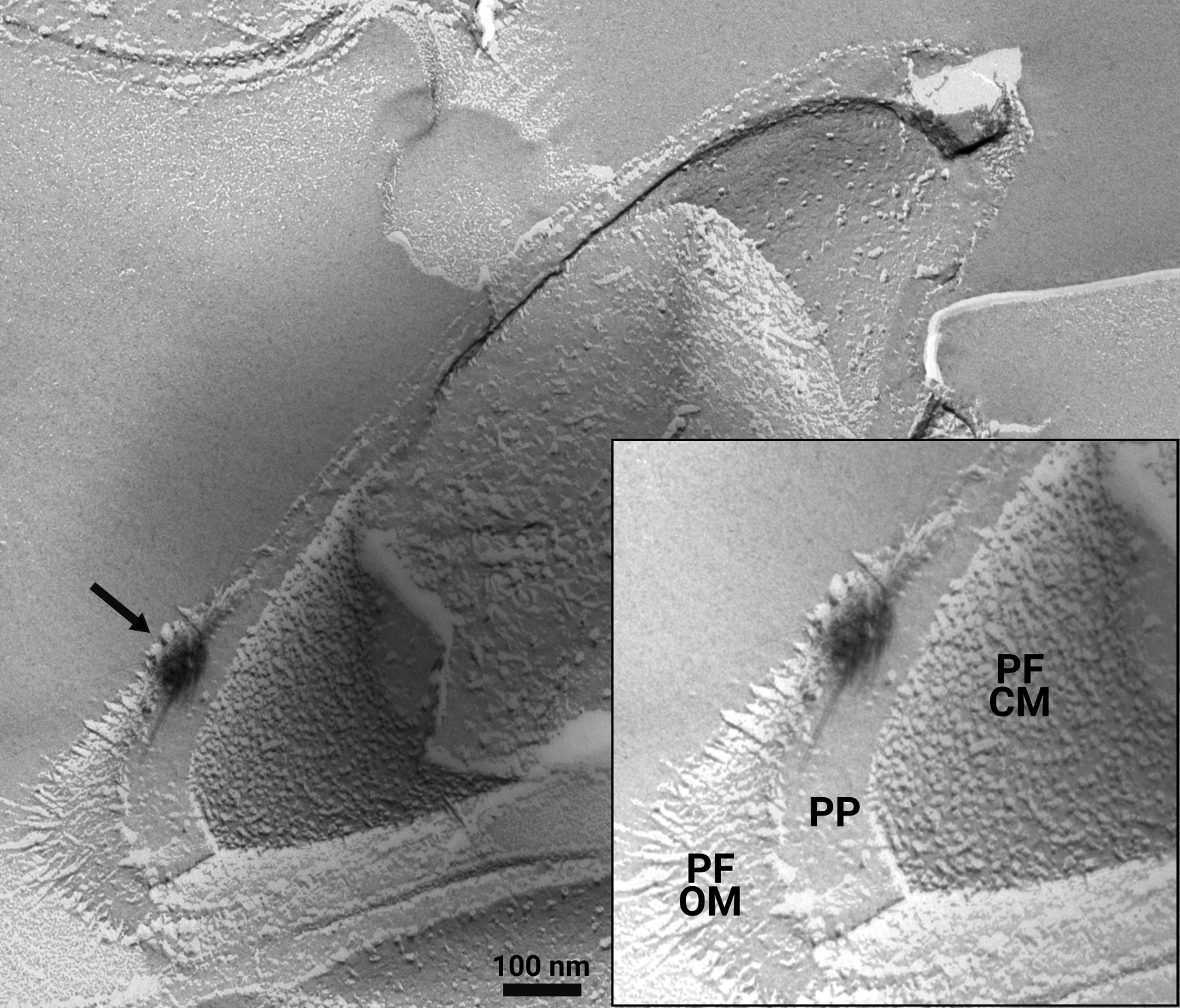 Periplasmic storage of lanthanides in strain AL1.